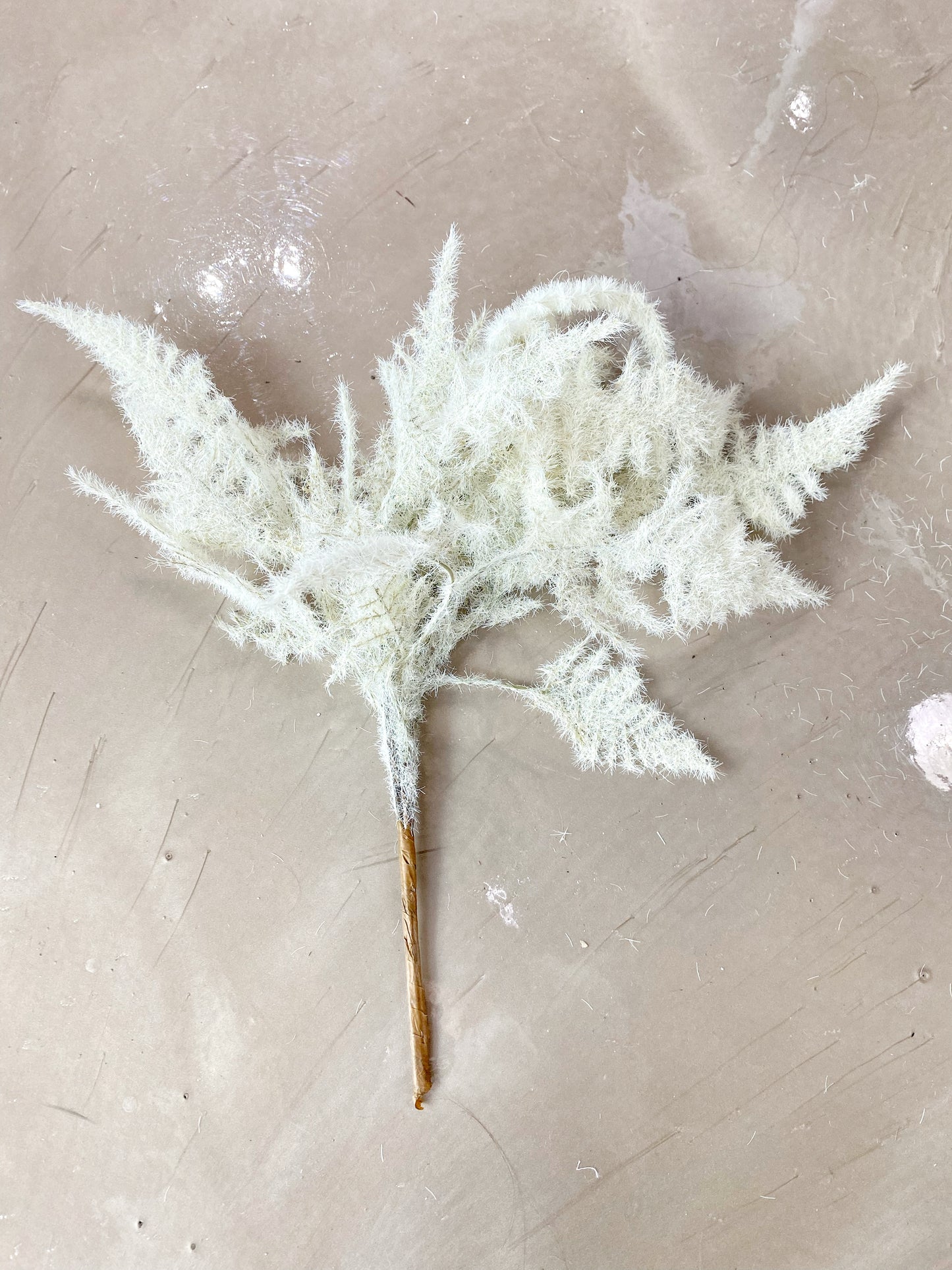 Cream Fern
