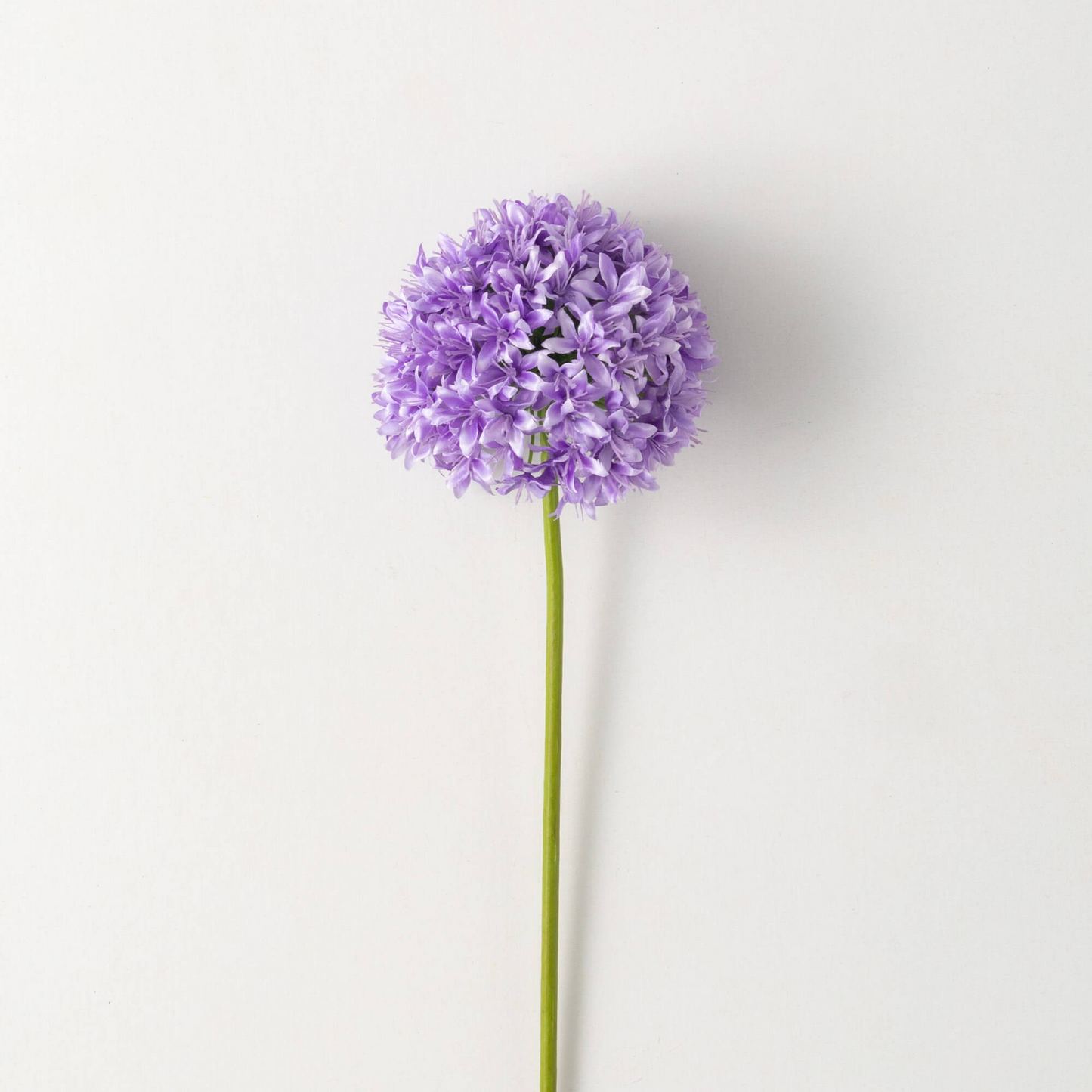 Allium Stem